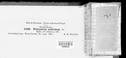 Polyporus nidulans image